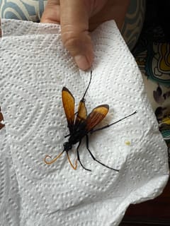Avispa Cazadora de Tarántulas